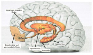 Das limbische System - ThinkNeuro!