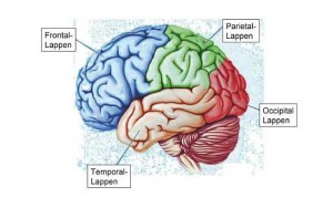 Die vier Hauptlappen (Lobi) des Neokortex - ThinkNeuro!