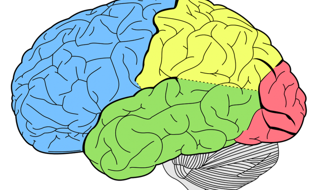 Die drei Zonen des Gehirns - ThinkNeuro!